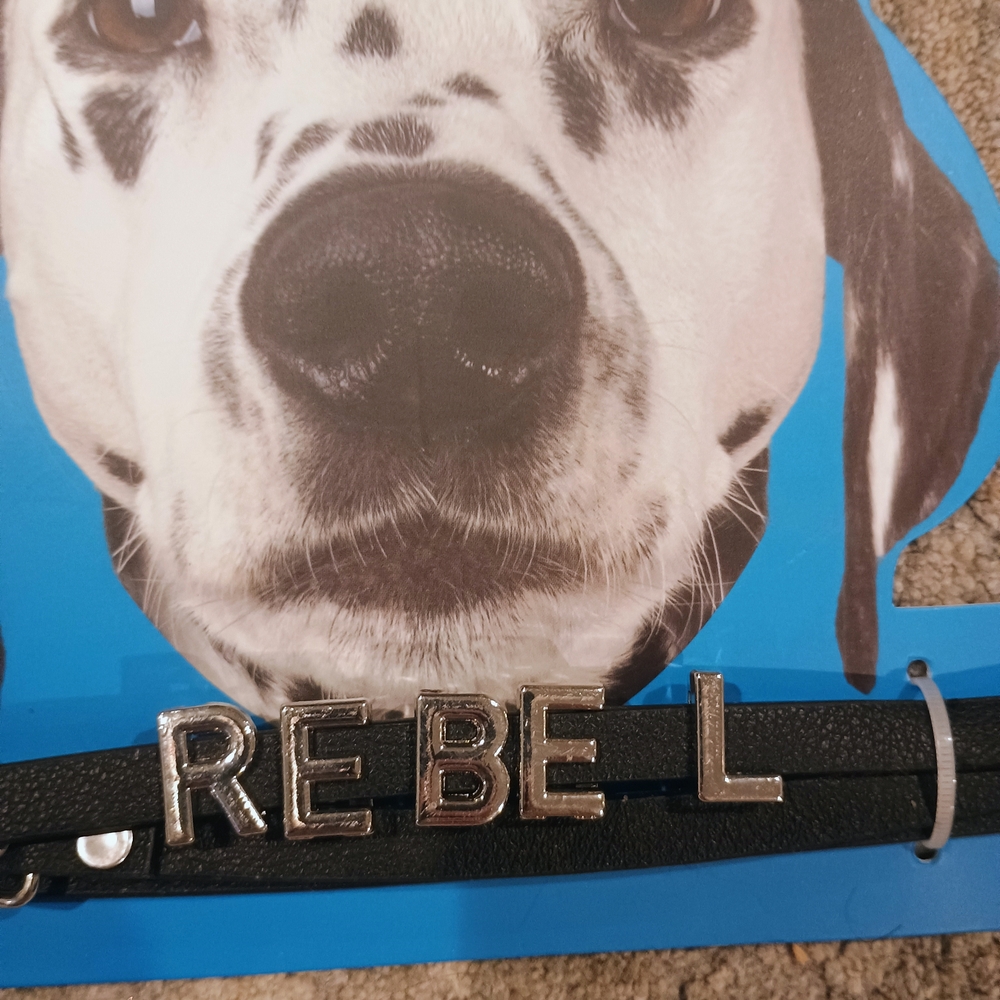 Black DOG Collar - Small "REBEL"